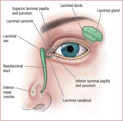 thumbs/Lacrimal Apparatus.jpeg.jpg